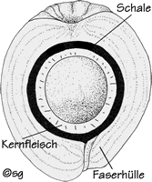 Längsschnitt durch die Kokosnuss